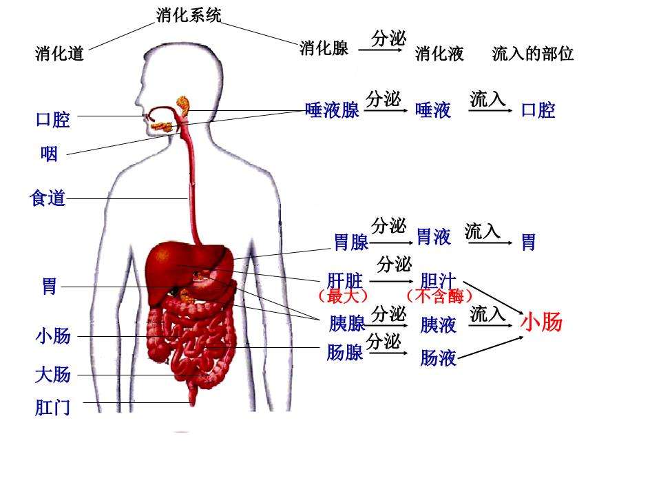 消化系统解剖生理