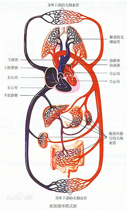 血液循环过程