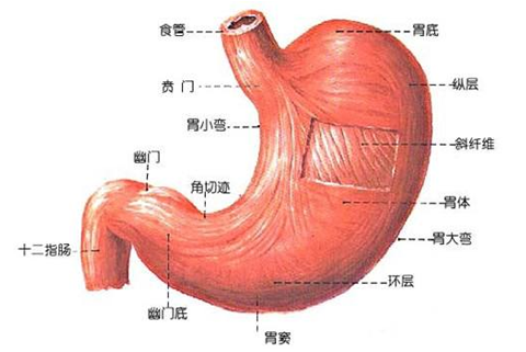 慢性胃炎病人的护理练习题与考试重点