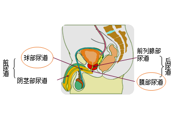 尿道损伤练习题与考试要点